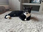 Adopt Jackie a Black & White or Tuxedo Domestic Shorthair (short coat) cat in