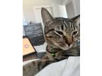 Adopt Zeus a Gray, Blue or Silver Tabby Domestic Shorthair / Mixed (short coat)