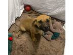 Adopt Cherrie a Red/Golden/Orange/Chestnut - with Black Black Mouth Cur / Mixed