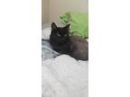 Adopt Nova a All Black Domestic Longhair / Mixed (long coat) cat in Anchorage