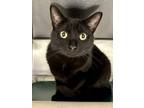 Adopt Leap Year a All Black Domestic Shorthair / Mixed cat in Wichita