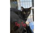 Adopt TayTay Anderson a Domestic Shorthair / Mixed (short coat) cat in El