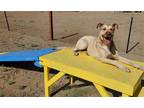 Adopt Calvin a Tan/Yellow/Fawn German Shepherd Dog / Pit Bull Terrier / Mixed