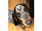 Adopt Daisy a Tricolor (Tan/Brown & Black & White) Bluetick Coonhound / Mixed