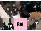 Adopt Raj a Black & White or Tuxedo Domestic Shorthair (short coat) cat in Walla