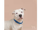 Adopt Pony a White Mixed Breed (Small) / Mixed Breed (Medium) / Mixed (short