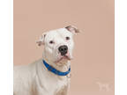Adopt Pony a White Mixed Breed (Large) / Mixed dog in Williamsburg