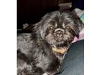 Adopt Poppy a Black Shih Tzu / Mixed dog in Saint Mary's, GA (40877728)