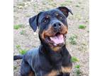 Adopt Samoa a Black Border Terrier / Terrier (Unknown Type