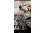 Adopt Peanut a White Lionhead rabbit in New York, NY (40877564)