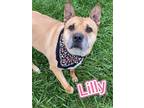 Adopt Lilly a Tan/Yellow/Fawn German Shepherd Dog / Mixed Breed (Medium) / Mixed