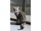 Adopt PINKY a Gray or Blue Domestic Shorthair / Domestic Shorthair / Mixed cat