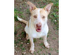 Adopt Colson K33 1/17/24 a White American Pit Bull Terrier / Mixed Breed
