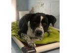 Adopt Charlie a Black Labrador Retriever / Mixed dog in Grove, OK (39831514)