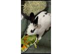 Adopt Romeo 2 a White English Spot rabbit in New York, NY (40877562)