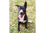 Adopt Mina K26 1/4/24 a Black Australian Cattle Dog / Labrador Retriever / Mixed