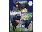 Adopt Wreck-it-ralph a Black Labrador Retriever / Mixed dog in CONVERSE