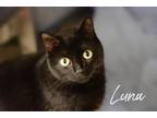 Adopt Luna (Black) a All Black Domestic Shorthair / Domestic Shorthair / Mixed