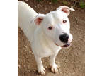 Adopt Tundra K42 2/1/24 a White American Pit Bull Terrier / Mixed Breed (Medium)