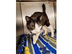 Adopt Bendy a All Black Domestic Shorthair / Domestic Shorthair / Mixed cat in