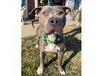 Adopt Brick a Gray/Blue/Silver/Salt & Pepper Mixed Breed (Large) / Mixed dog in