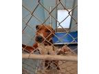 Adopt STAR a White Mixed Breed (Medium) / Mixed dog in Greenville, GA (40876795)