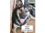 Adopt Sadie a German Shepherd Dog / Mixed dog in Scottsboro, AL (39202217)