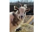 Adopt Zack a Goat farm-type animal in Lansdale, PA (40876743)