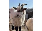 Adopt Zorro a Goat farm-type animal in Lansdale, PA (40876760)