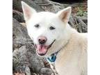 Adopt Taffy a White Akita / Mixed dog in Spring Lake, NC (39669754)