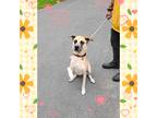 Adopt Sophie a Tan/Yellow/Fawn - with Black Anatolian Shepherd / Mixed Breed