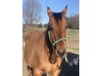 Adopt Dunny a Dun Quarterhorse / Mixed horse in Greeneville, TN (40876550)