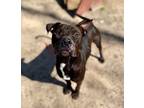 Adopt Drake a Black American Pit Bull Terrier / Mixed Breed (Medium) / Mixed