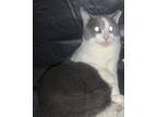 Adopt Bart a White (Mostly) Domestic Shorthair (short coat) cat in Greeneville