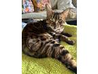 Adopt Sebastian a Brown or Chocolate Bengal (short coat) cat in Salt Lake City