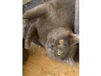 Adopt Ashton a Gray or Blue Russian Blue (short coat) cat in Greeneville