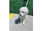 Adopt 55420227 a White Miniature Poodle / Mixed dog in El Paso, TX (40876421)