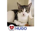Adopt Hugo a Spotted Tabby/Leopard Spotted Domestic Shorthair cat in Hicksville