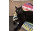 Adopt Hatfield a All Black Domestic Shorthair (short coat) cat in Troy