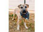 Adopt Ross a Tan/Yellow/Fawn Black Mouth Cur / Mixed dog in Lancaster