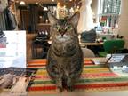 Adopt Karen a Domestic Mediumhair / Mixed (short coat) cat in Bloomington