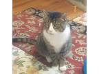 Adopt Riker a Gray, Blue or Silver Tabby Domestic Shorthair (long coat) cat in