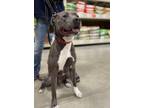 Adopt Blue a American Staffordshire Terrier / Mixed dog in Hartford City