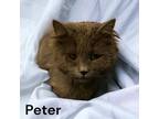 Adopt Peter a Gray or Blue Domestic Longhair / Mixed Breed (Medium) / Mixed