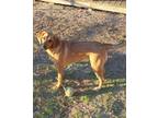 Adopt Ranger a Tan/Yellow/Fawn Redbone Coonhound / Labrador Retriever dog in