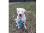 Adopt Ramsey a White - with Tan, Yellow or Fawn Pit Bull Terrier dog in