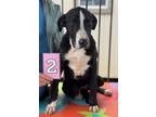 Adopt Frenzi a Mixed Breed (Medium) / Mixed dog in Killen, AL (40757722)