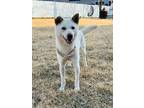 Adopt Shubby a White - with Tan, Yellow or Fawn Jindo / Mixed dog in Kirkland