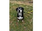 Adopt Roxie a Black - with White Hound (Unknown Type) / Cattle Dog / Mixed dog