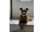 Adopt Shea a Tan/Yellow/Fawn Boxer / Labrador Retriever / Mixed dog in Dana